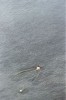 bathers 04